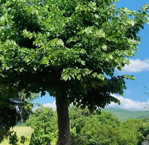 La Maison Bed & Breakfast 3*